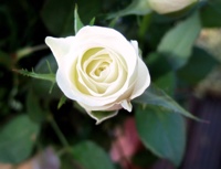 white rose